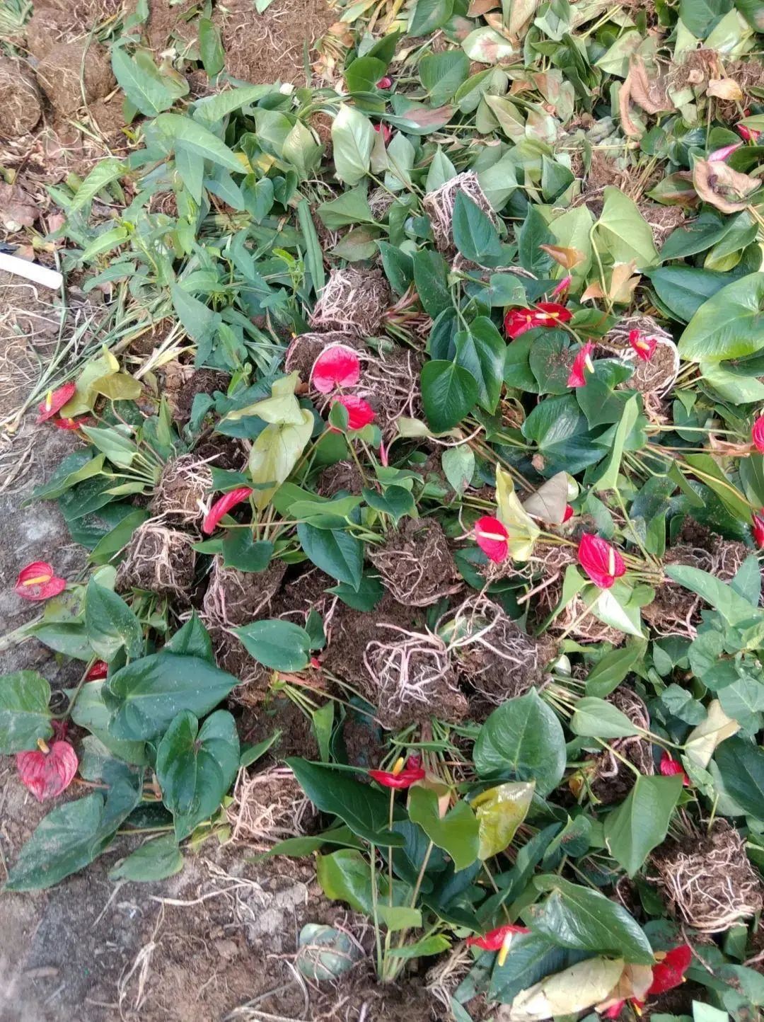红车花怎么养殖技术_红车花怎么养_养殖车红花技术视频