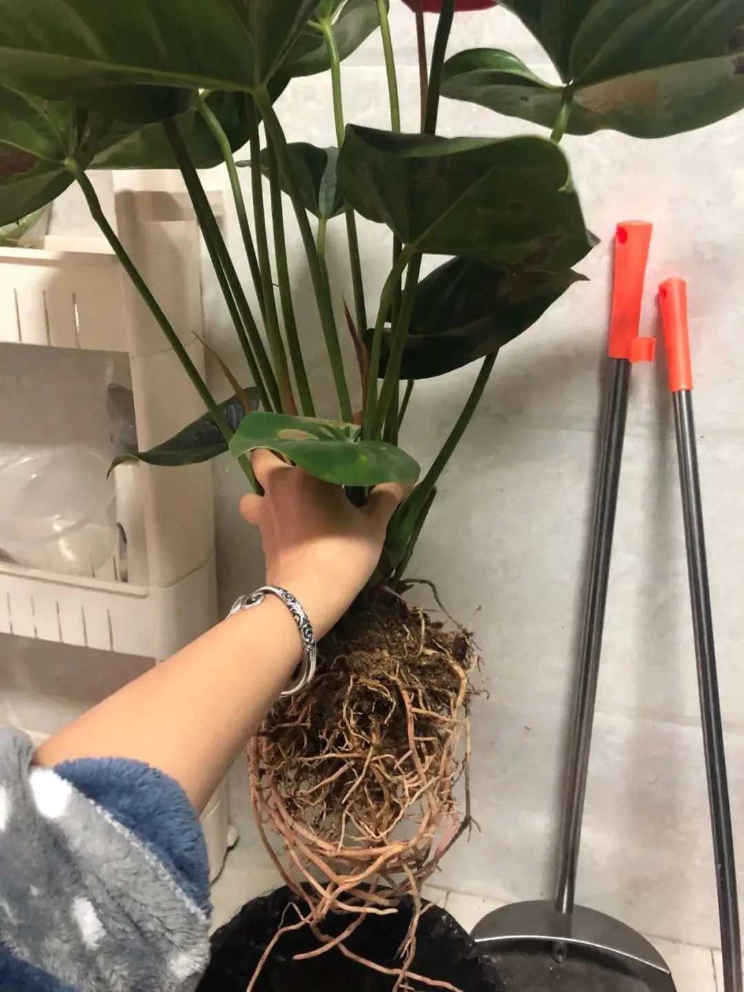 红车花怎么养_养殖车红花技术视频_红车花怎么养殖技术