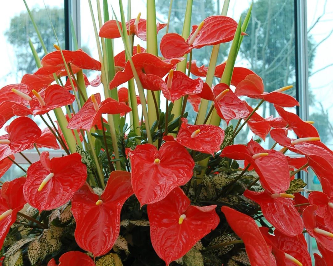 红车花怎么养_养殖车红花技术视频_红车花怎么养殖技术