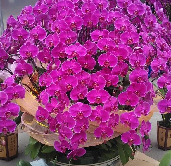 养殖车红花技术视频_红车花怎么养殖技术_红车花怎么养