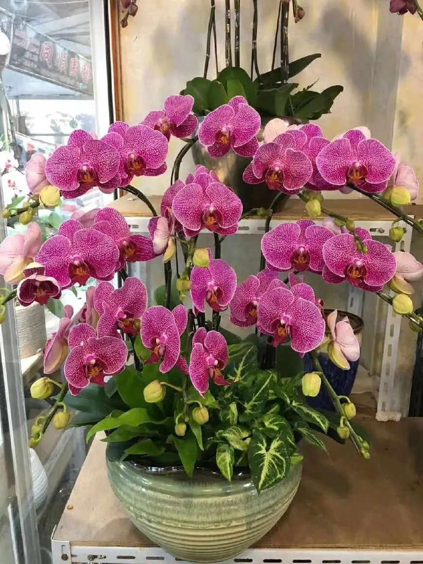 红车花怎么养殖技术_红车花怎么养_养殖车红花技术视频