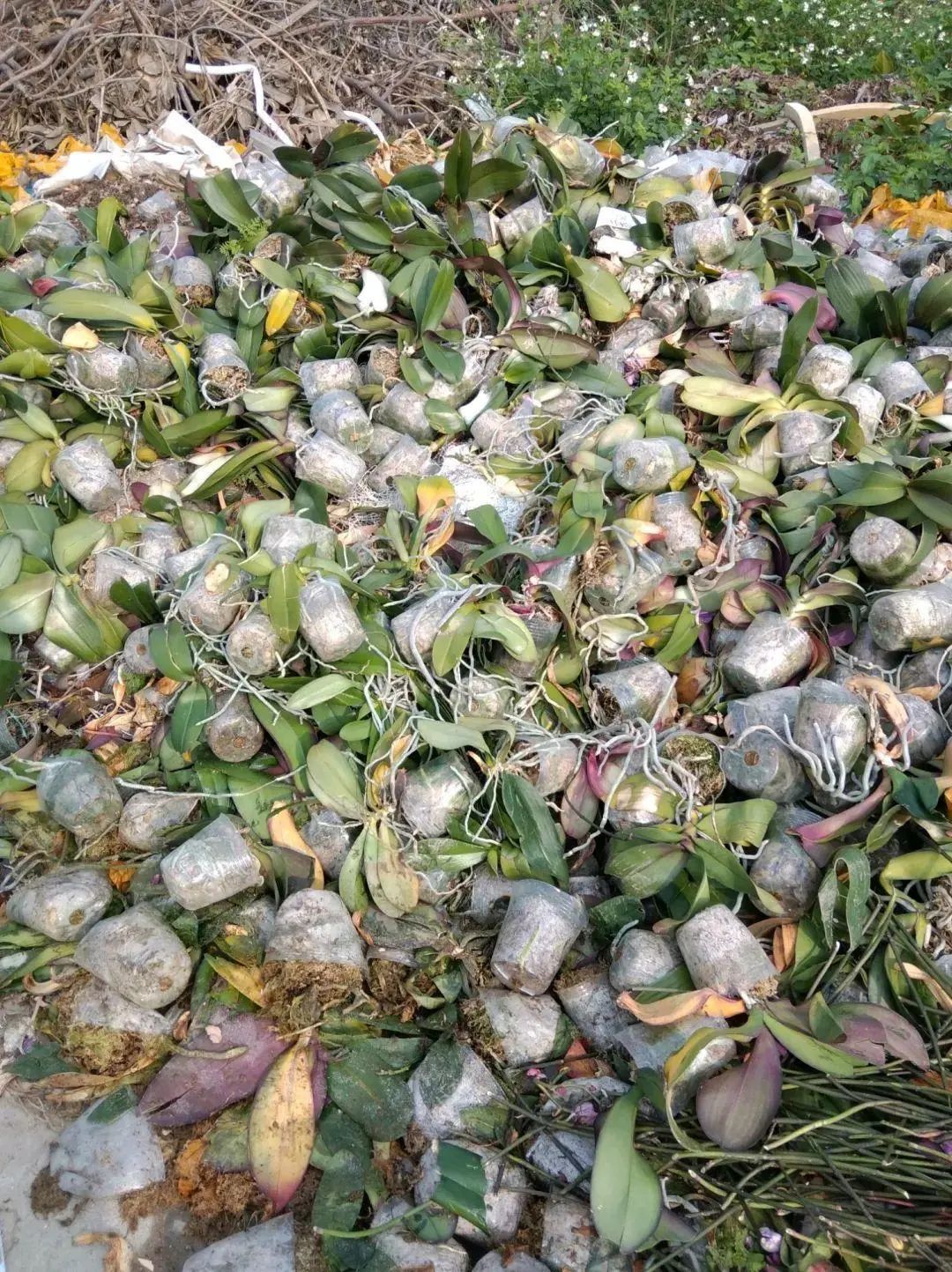 红车花怎么养殖技术_红车花怎么养_养殖车红花技术视频