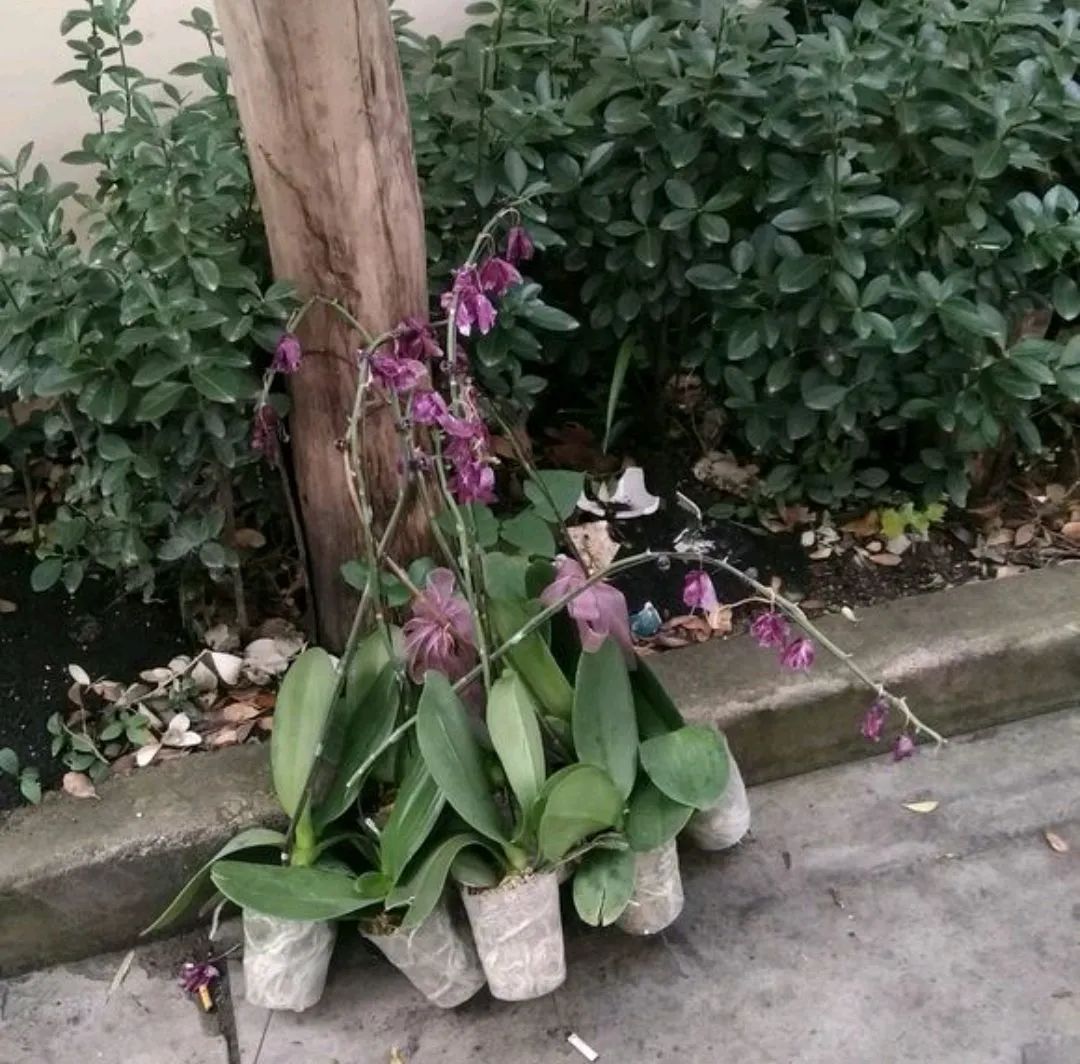 红车花怎么养殖技术_红车花怎么养_养殖车红花技术视频