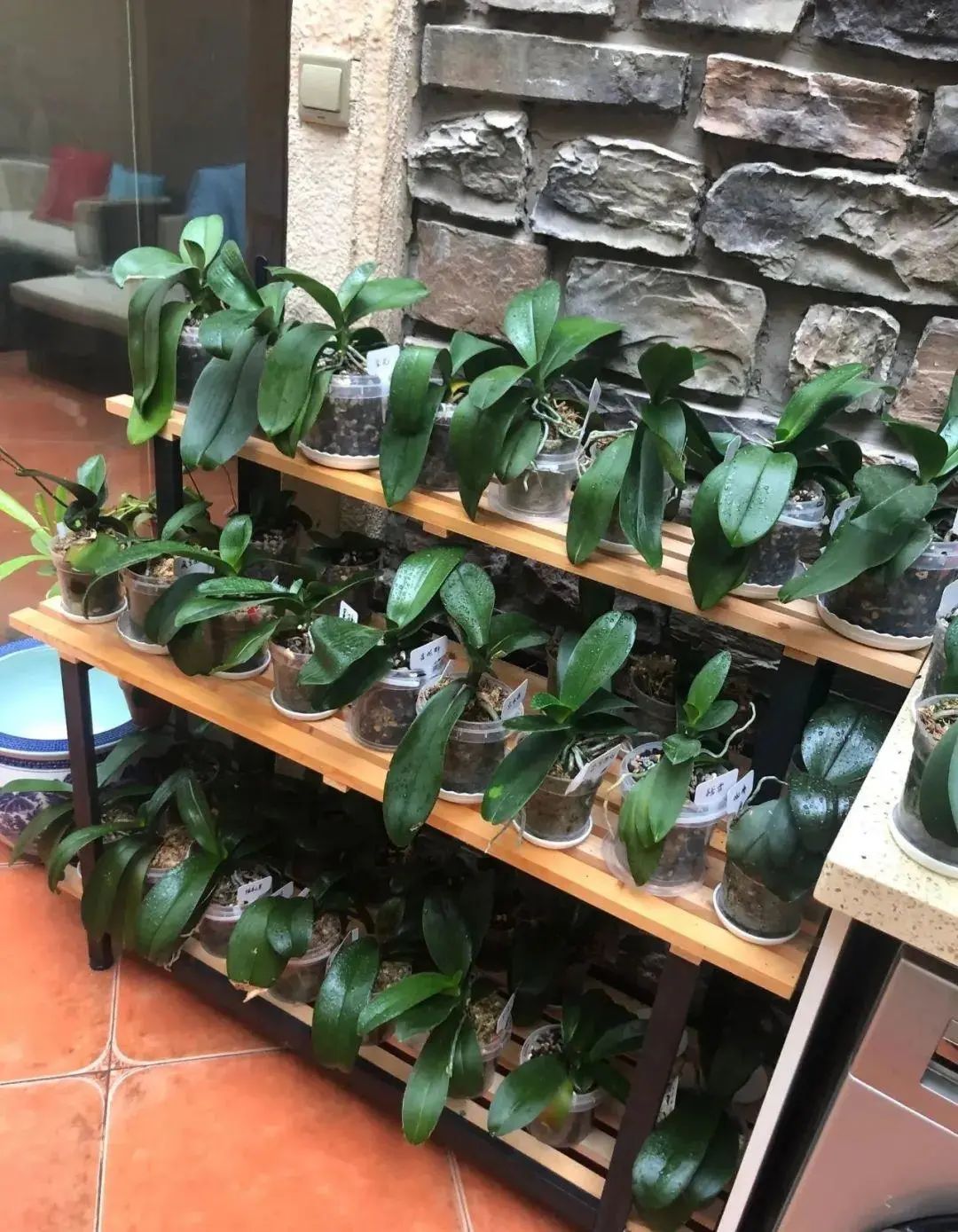 红车花怎么养_养殖车红花技术视频_红车花怎么养殖技术