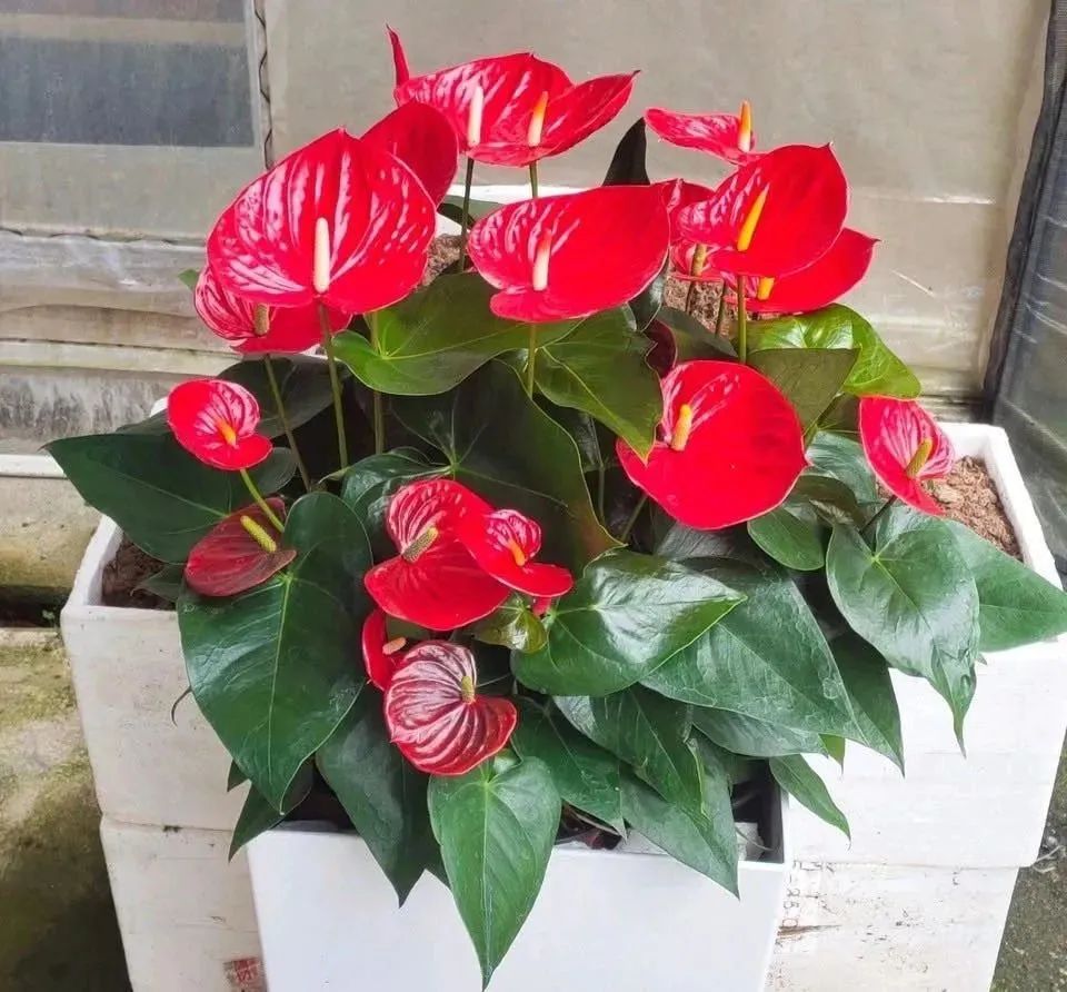 红车花怎么养殖技术_养殖车红花技术视频_红车花怎么养