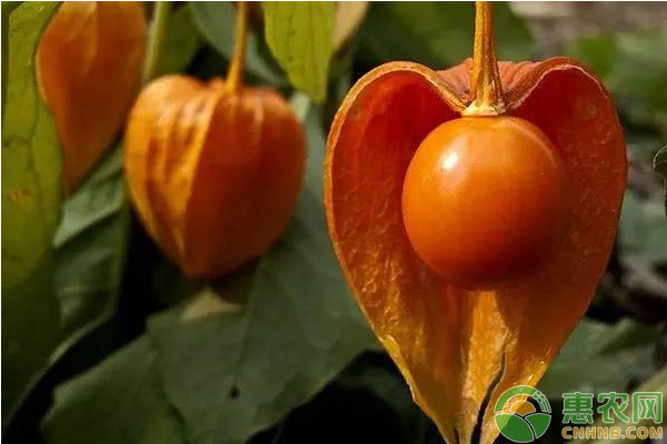 菇娘怎么种植？菇娘高效种植技术要点