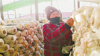 黑河：蘑菇种植大棚里的忙碌年