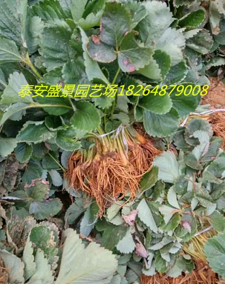 河南新乡草莓种植技术基地批发盛景园艺场