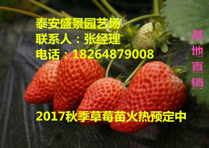 河南新乡草莓种植技术基地批发盛景园艺场