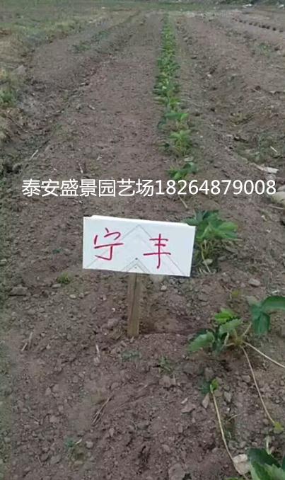 河南新乡草莓种植技术基地批发盛景园艺场