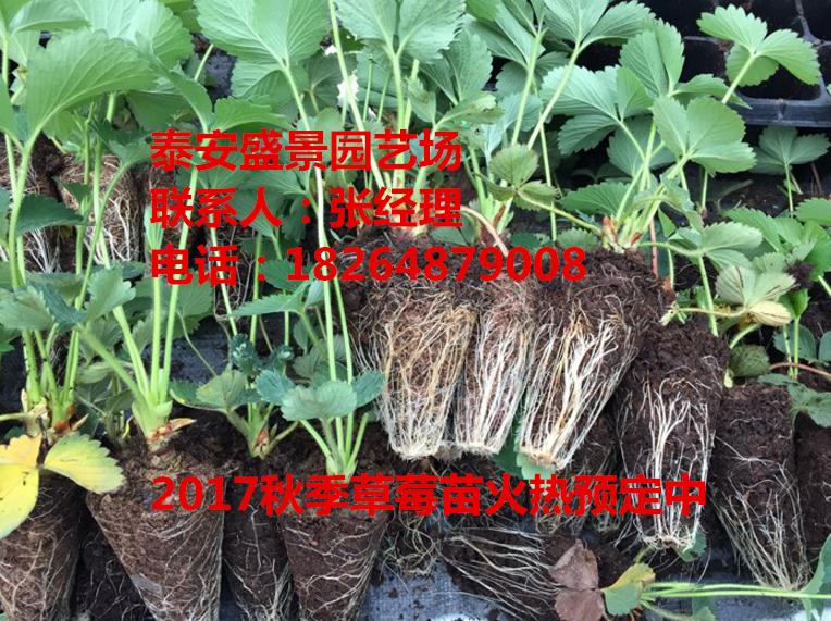 河南新乡草莓种植技术基地批发盛景园艺场