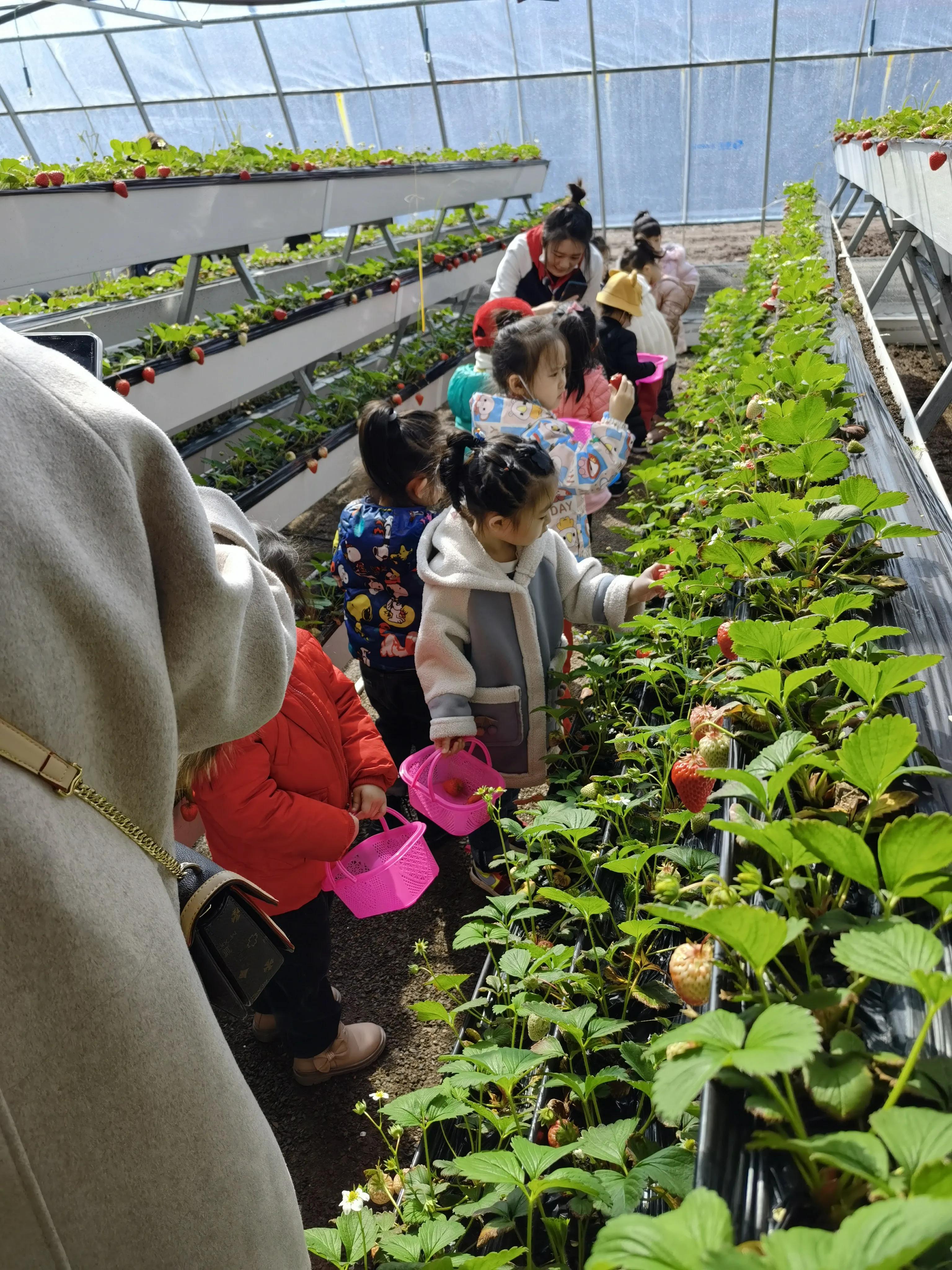 河北石家庄鸵鸟养殖基地_河北石家庄鸵鸟苗孵化基地_致富经石家庄鸵鸟养殖基地