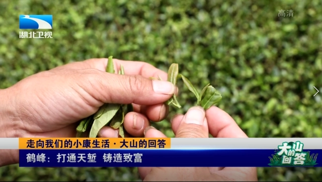 悬崖种树_悬崖村种植业_悬崖种植致富经