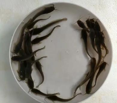 塘角鱼的人工繁殖及鱼病防治技术