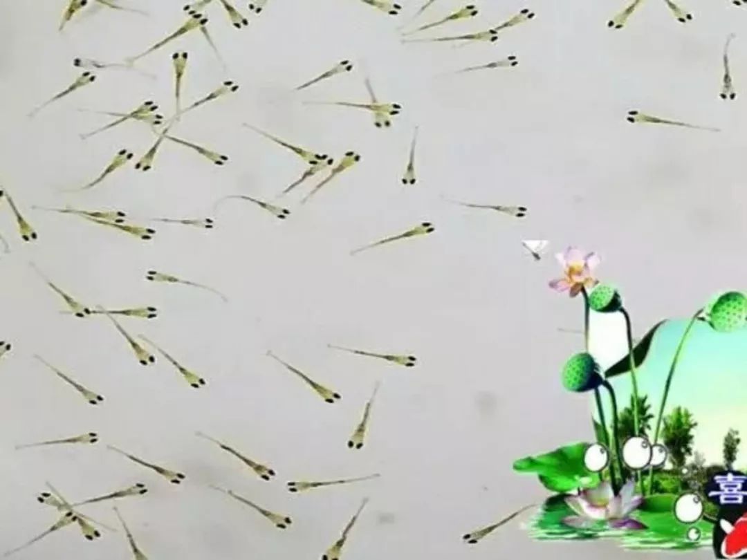 教你一招提高水花成活率！，苗种培育，育苗管理