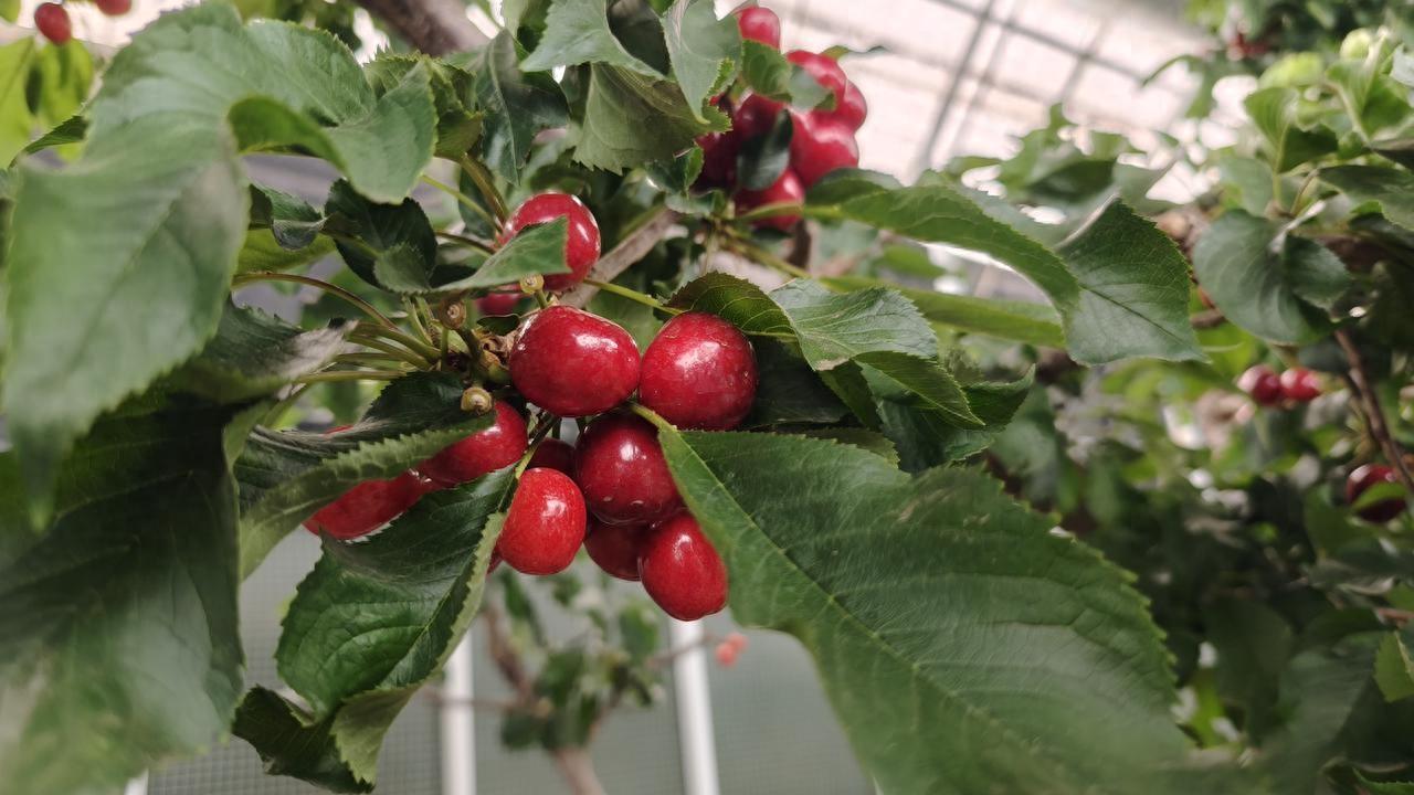 提前实现“樱桃自由”！特色种植开启致富路