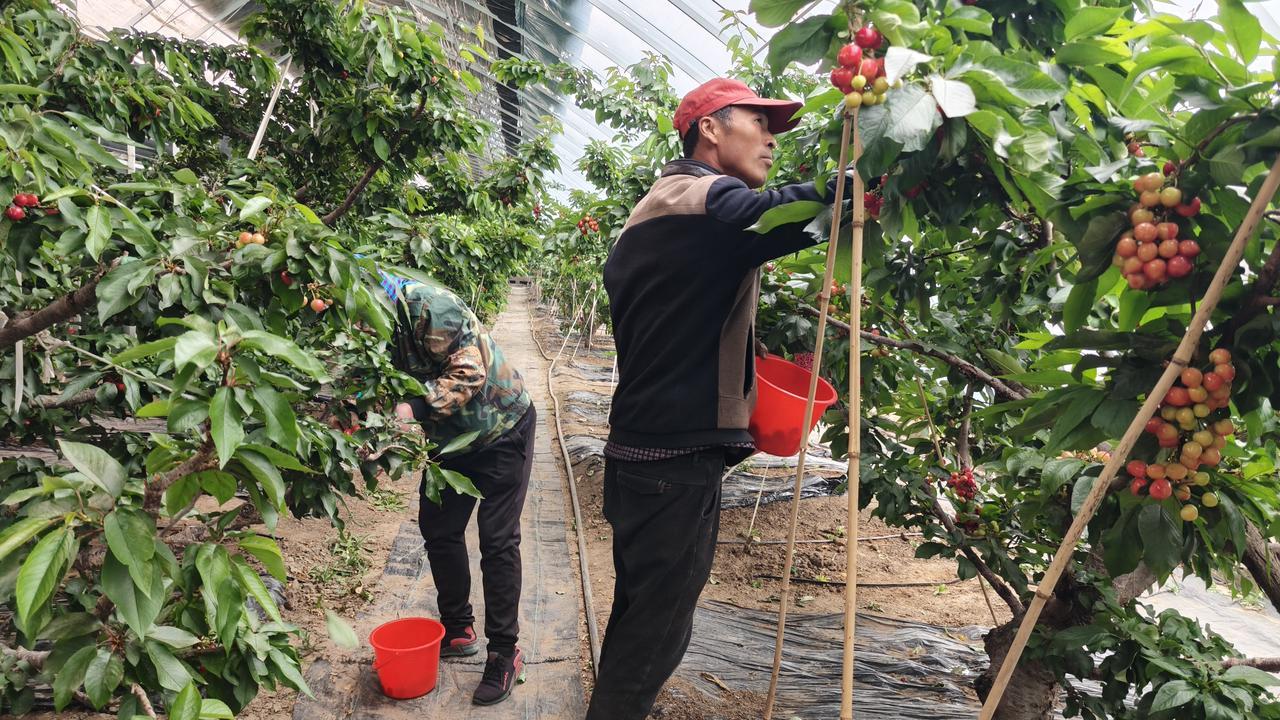 种植樱桃苗视频_樱桃种植新技术视频_视频种植樱桃技术新颖