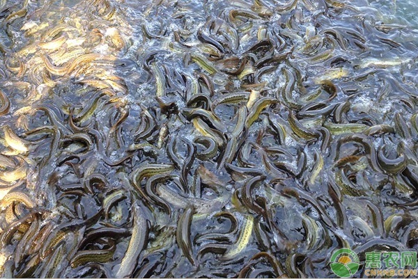 养殖水花泥鳅技术要求_泥鳅水花养殖技术_养殖水花泥鳅技术要点