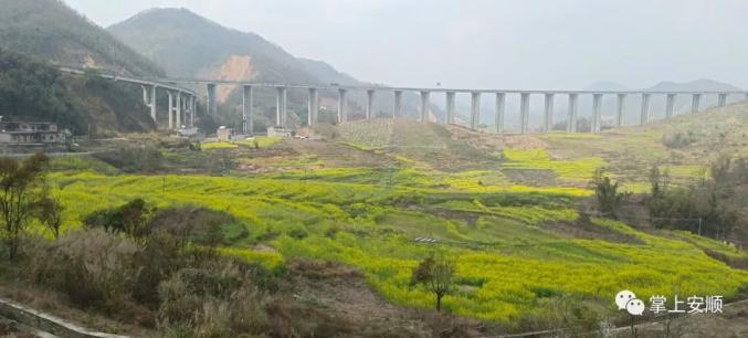 悬崖村致富路_悬崖种树_悬崖种植致富经
