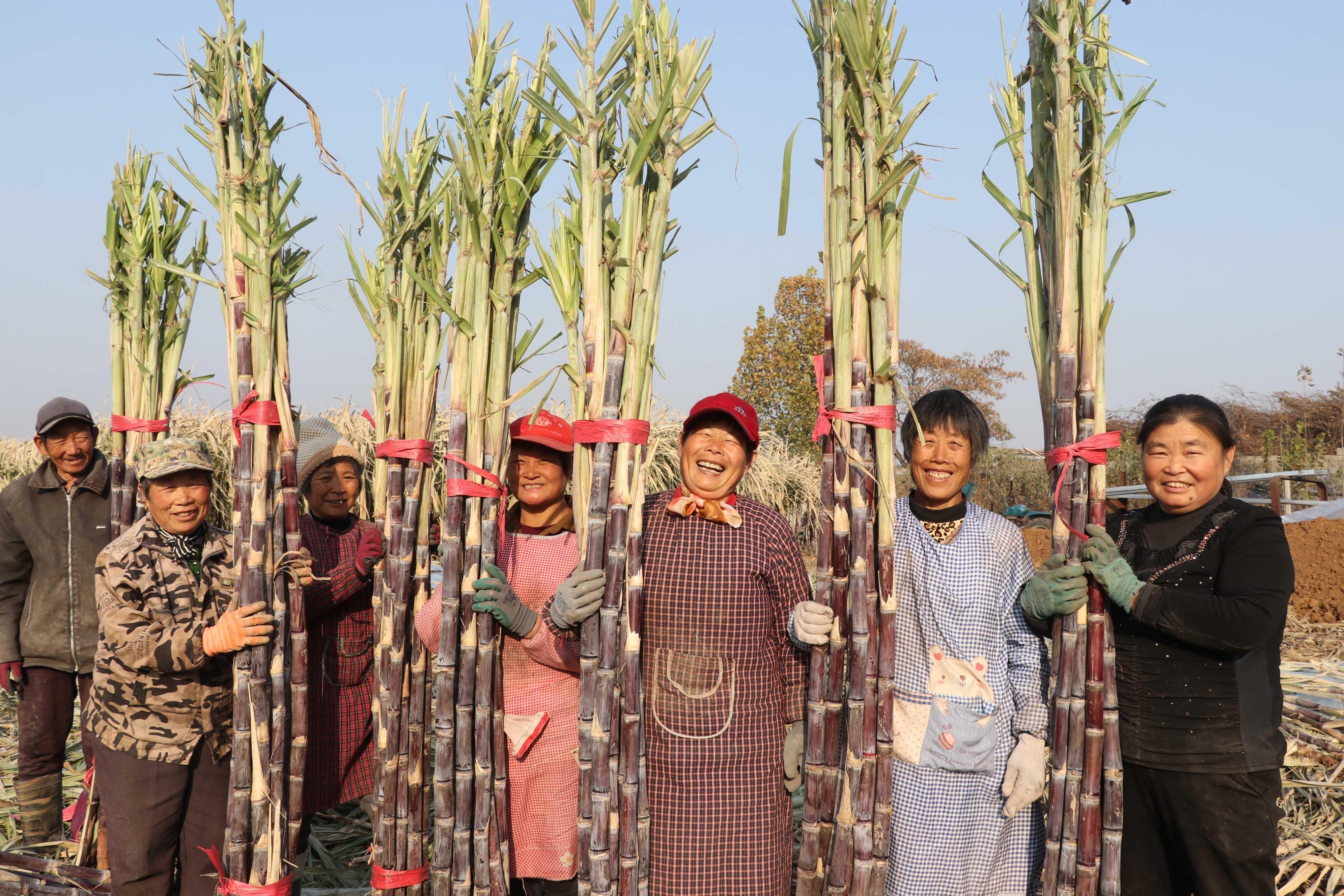 安徽甘蔗种植_致富甘蔗种植阜阳地址_阜阳种植甘蔗致富