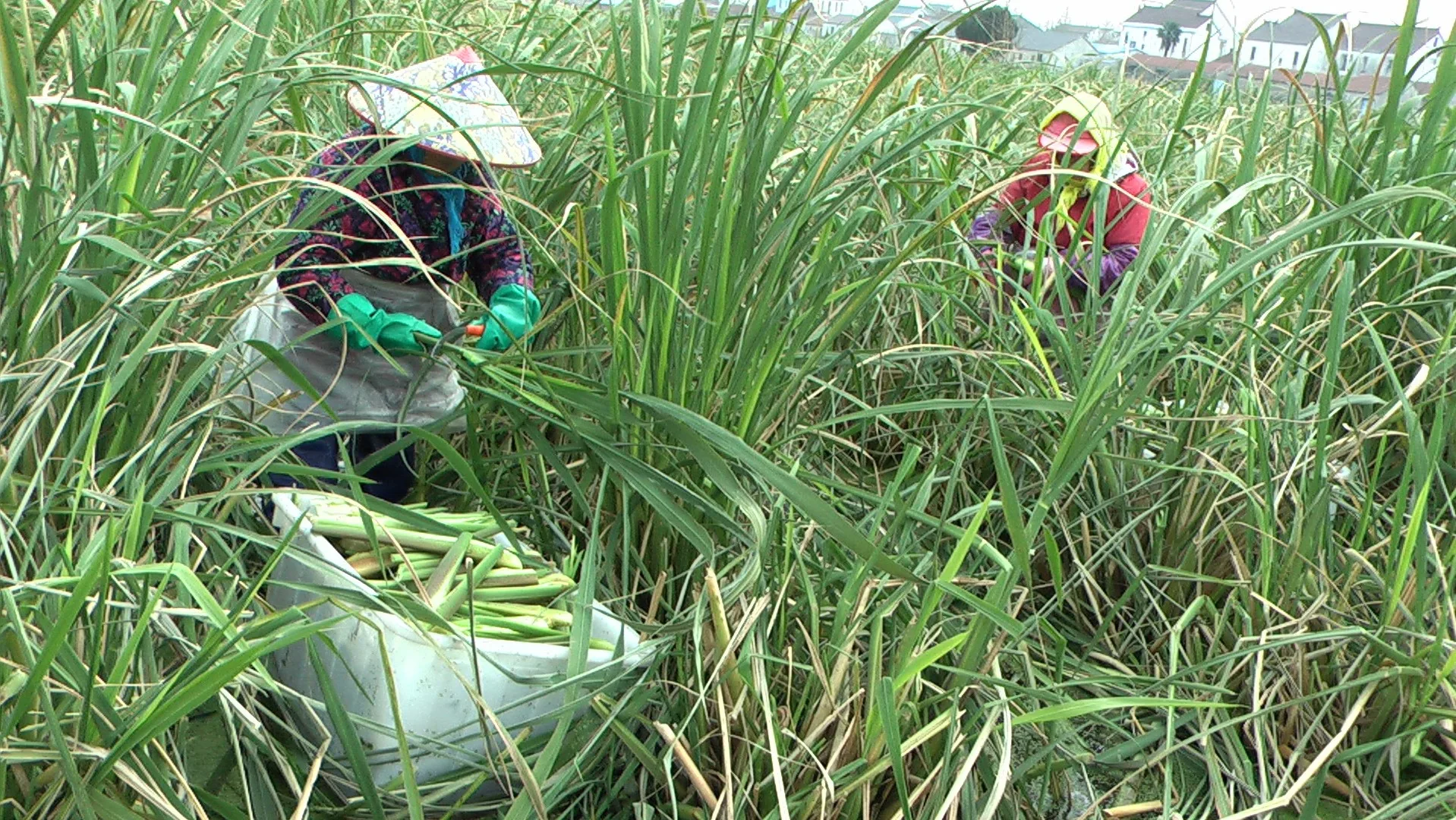 茭白种植致富_茭白种植挣钱吗_茭白种植效益