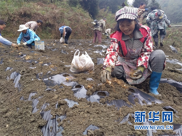 河南黄精种植致富_河南黄精种植致富_河南黄精种植致富