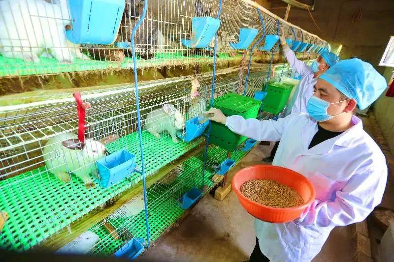 致富经兔子养殖项目_致富经肉兔的养殖技术视频_致富经肉兔