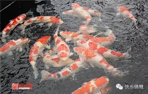 锦鲤繁殖和水花饲养经验