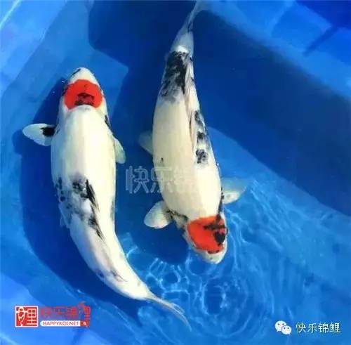 水花泥鳅长几个月能上市_泥鳅水花养殖技术_水花泥鳅苗的养殖方法