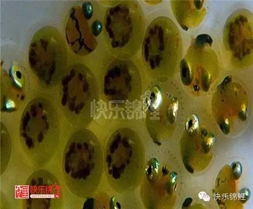 水花泥鳅长几个月能上市_水花泥鳅苗的养殖方法_泥鳅水花养殖技术