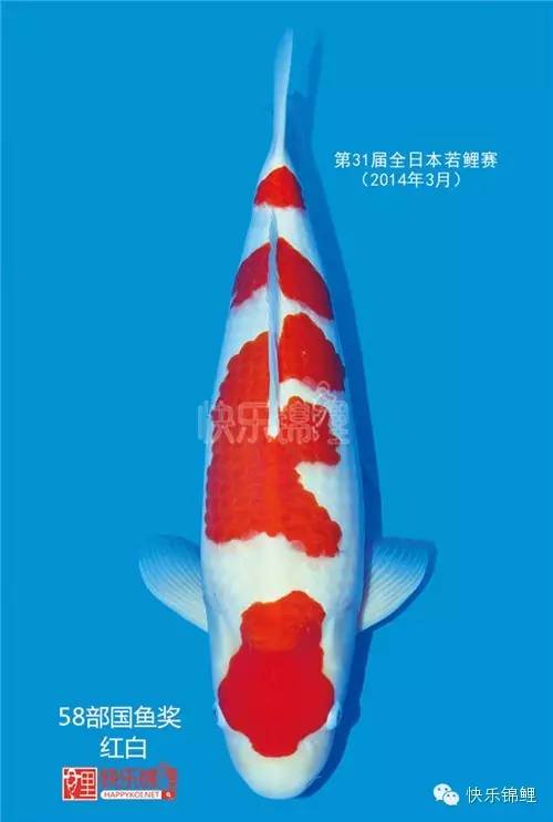 水花泥鳅苗的养殖方法_水花泥鳅长几个月能上市_泥鳅水花养殖技术