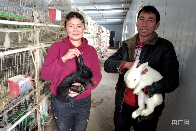 致富经兔子养殖项目_致富经肉兔_致富经肉兔的养殖技术视频