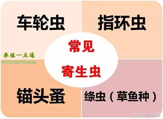 草鱼养殖技术与利润_草鱼养殖技术_养殖草鱼技术视频