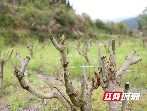 大血藤栽培技术_致富种植大血藤图片_大血藤种植致富