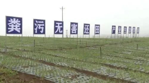 种植莲藕套养泥鳅技术_泥鳅和莲藕套养技术_泥鳅种植莲藕养套技术与管理