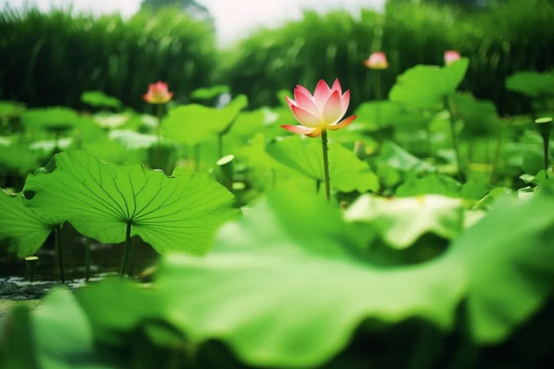 泥鳅和莲藕套养技术_泥鳅种植莲藕养套技术与管理_种植莲藕套养泥鳅技术