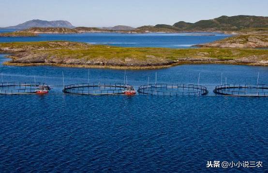 草鱼养殖技术与利润_草鱼养殖技术_养殖草鱼技术大全