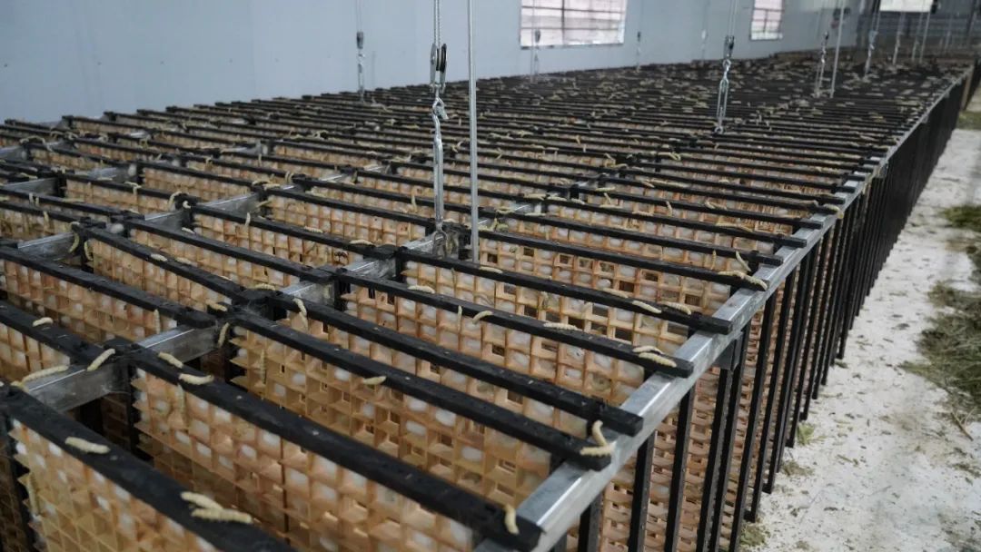 蜂蜜养殖户_土蜂蜜的养殖技术_蜂蜜的养殖