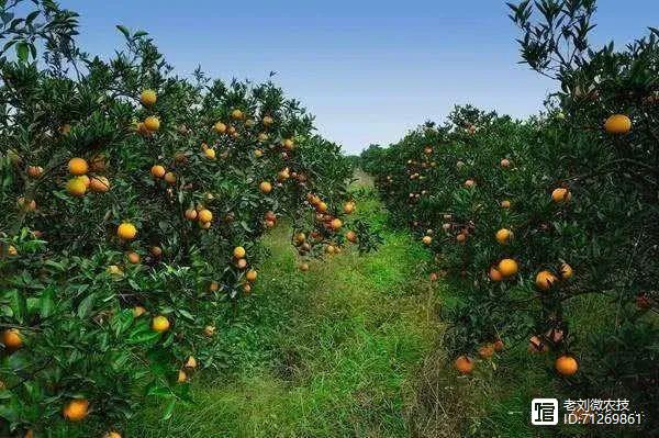 视频柑橘种植技术大全图片_视频柑橘种植技术大全_大的柑橘种植技术视频
