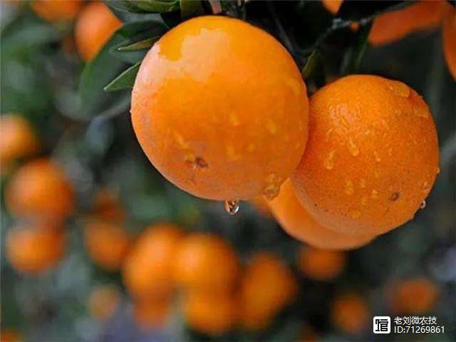 视频柑橘种植技术大全_视频柑橘种植技术大全图片_大的柑橘种植技术视频
