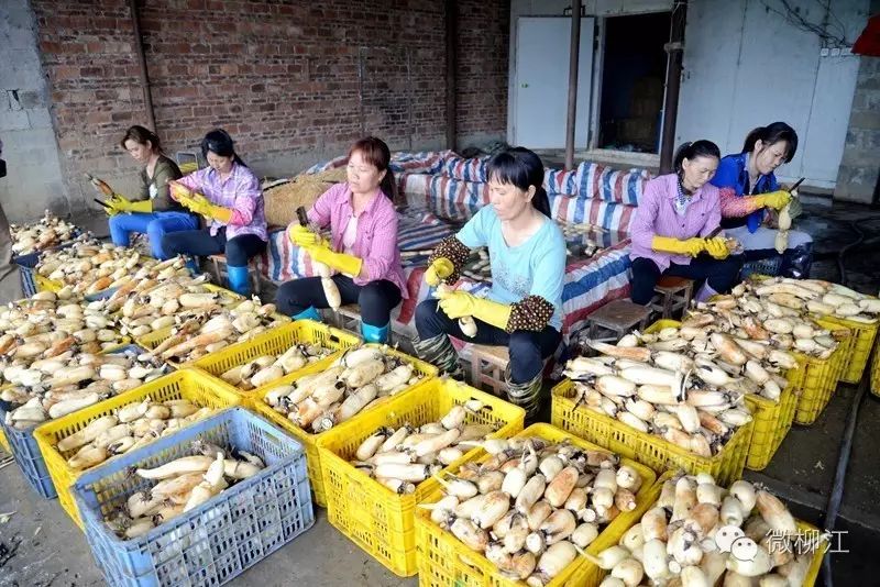 泥鳅种植莲藕养套技术视频教程_莲藕和泥鳅的高效生态种养技术_种植莲藕套养泥鳅技术