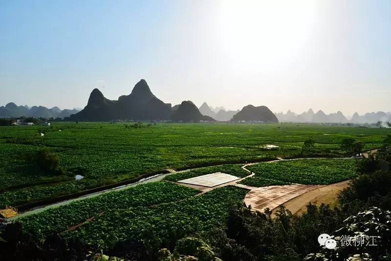 莲藕和泥鳅的高效生态种养技术_泥鳅种植莲藕养套技术视频教程_种植莲藕套养泥鳅技术