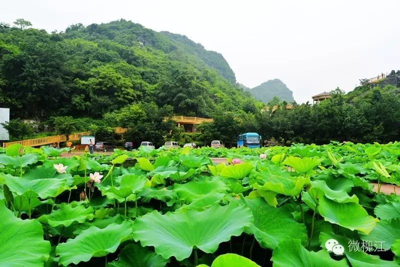 莲藕和泥鳅的高效生态种养技术_泥鳅种植莲藕养套技术视频教程_种植莲藕套养泥鳅技术
