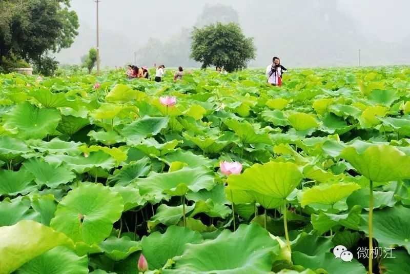 泥鳅种植莲藕养套技术视频教程_莲藕和泥鳅的高效生态种养技术_种植莲藕套养泥鳅技术