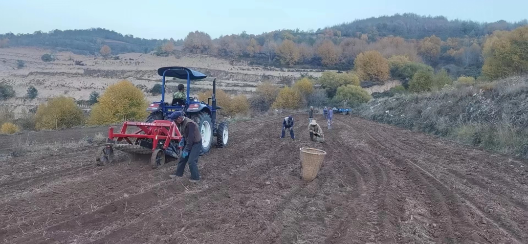 黄芪种植致富方法_黄芪种植_致富黄芪种植方法图解