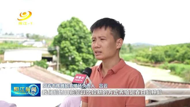 致富养殖肉鹅图片_肉鹅养殖致富_肉鹅养殖效益