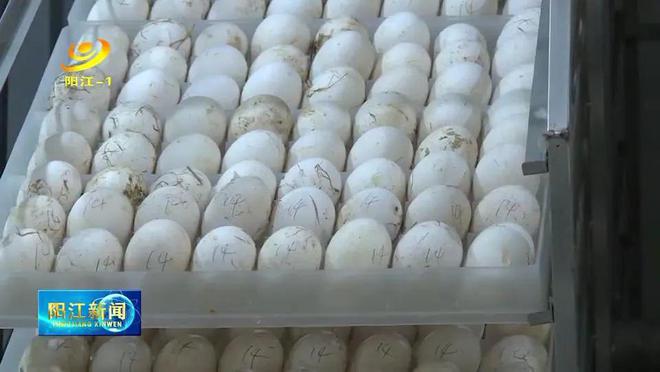 肉鹅养殖致富_肉鹅养殖效益_致富养殖肉鹅图片