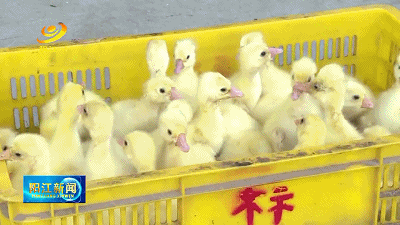 肉鹅养殖致富_肉鹅养殖效益_致富养殖肉鹅图片