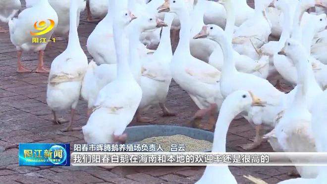 致富养殖肉鹅图片_肉鹅养殖致富_肉鹅养殖效益