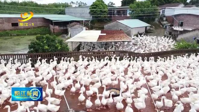 肉鹅养殖致富_致富养殖肉鹅图片_肉鹅养殖效益